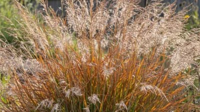 Little Bluestem