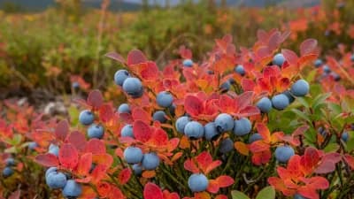 Alaska Wild Blueberry