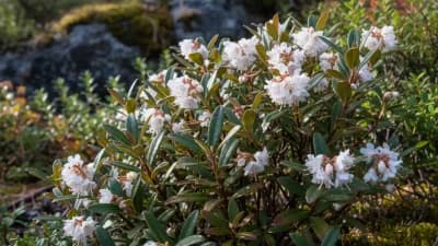 Labrador Tea
