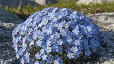 Arctic Forget-Me-Not