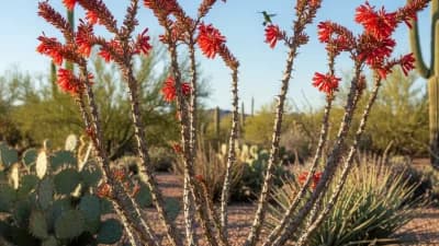 Ocotillo