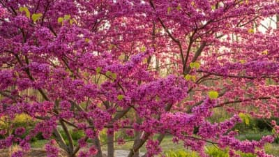 Eastern Redbud