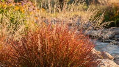 Little Bluestem
