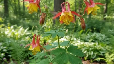 Wild Columbine