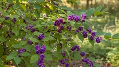 American Beautyberry