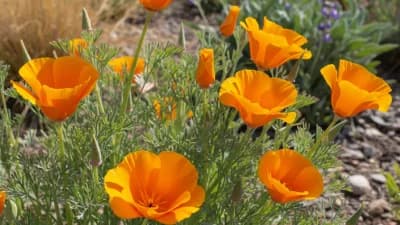 California Poppy