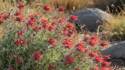 California Fuchsia