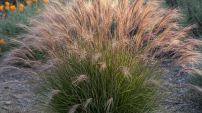 Purple Needlegrass