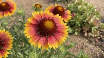 Blanket Flower