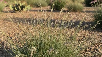 Blue Grama Grass