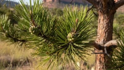 Pinyon Pine