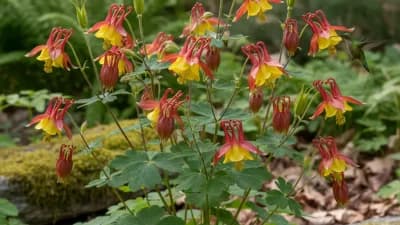 Wild Columbine