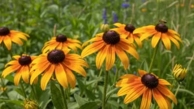 Black-Eyed Susan