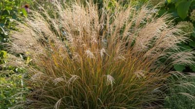 Little Bluestem
