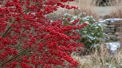 Winterberry Holly