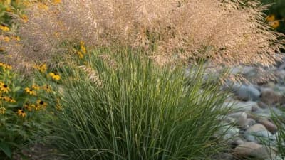 Switchgrass