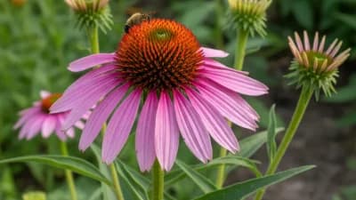 Purple Coneflower