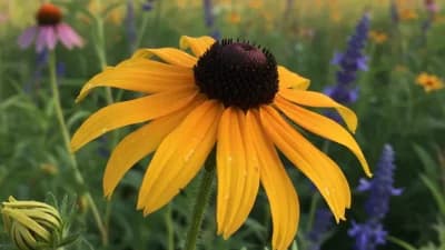 Black-Eyed Susan