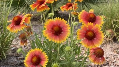 Blanket Flower
