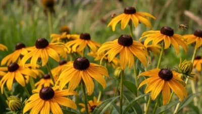Black-Eyed Susan