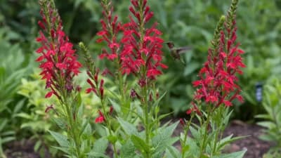 Cardinal Flower