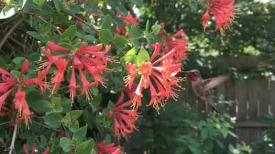 Coral Honeysuckle