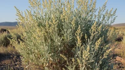 Wyoming Big Sagebrush