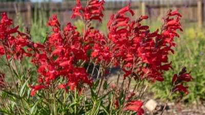 Firecracker Penstemon