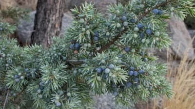 Rocky Mountain Juniper
