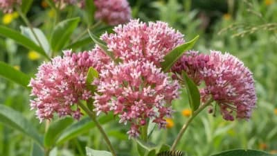 Swamp Milkweed