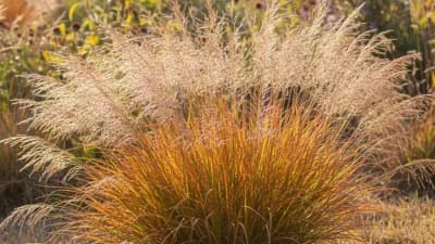 Prairie Dropseed