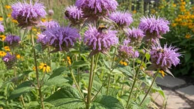 Wild Bergamot