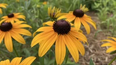 Black-Eyed Susan