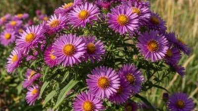New England Aster
