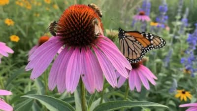 Purple Coneflower