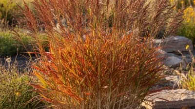 Big Bluestem