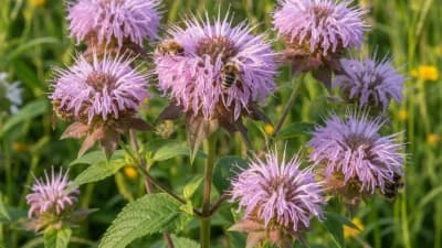 Wild Bergamot
