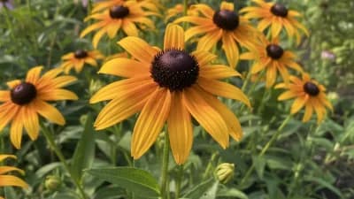 Black-Eyed Susan