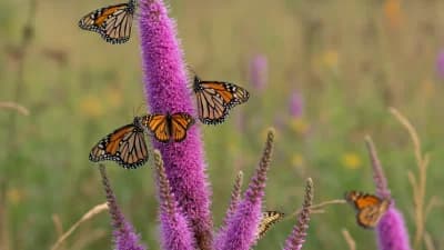 Prairie Blazing Star