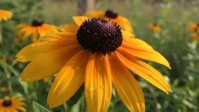 Black-Eyed Susan