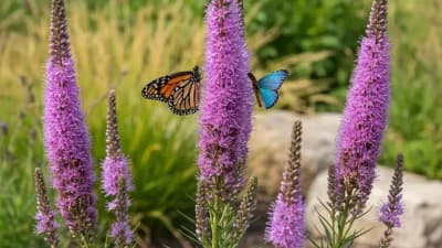 Prairie Blazing Star