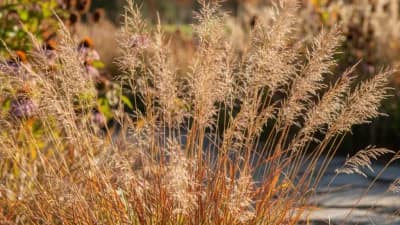 Little Bluestem