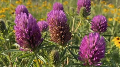 Purple Prairie Clover