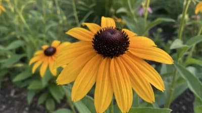 Black-Eyed Susan