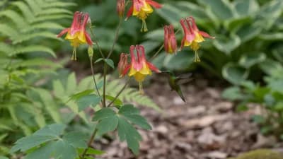 Wild Columbine