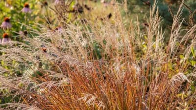 Little Bluestem