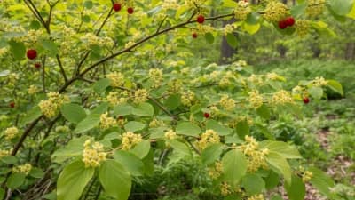 Spicebush