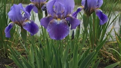 Louisiana Iris