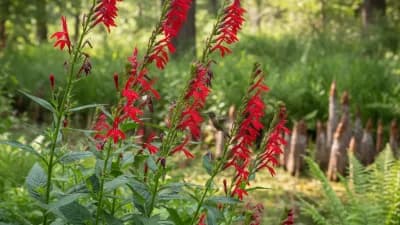 Cardinal Flower