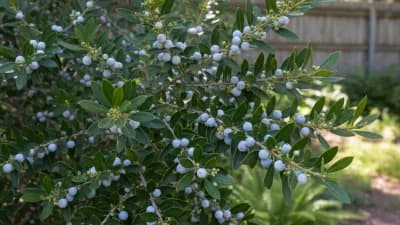 Southern Wax Myrtle